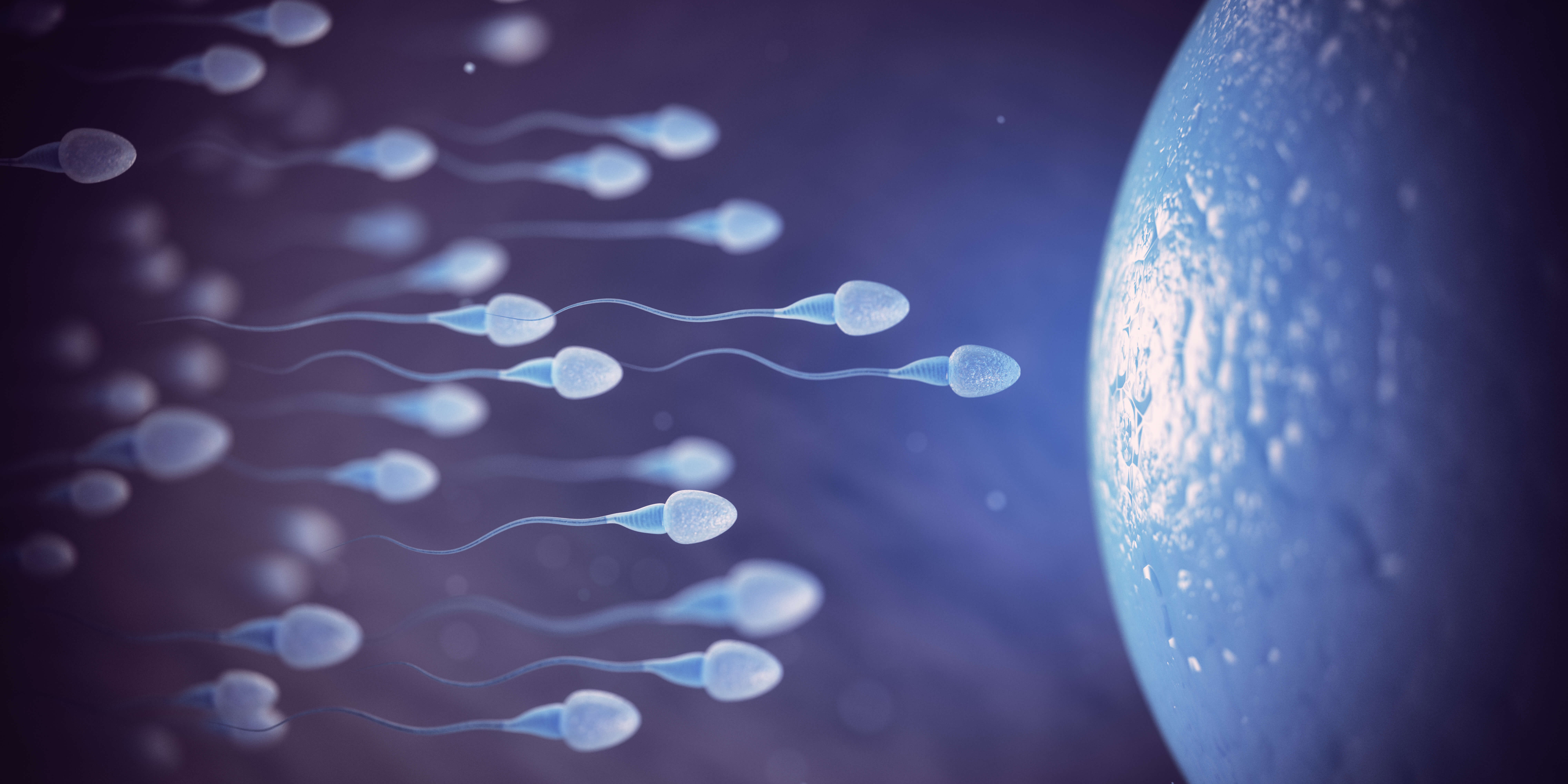 sperm ve yumurta hücreleri